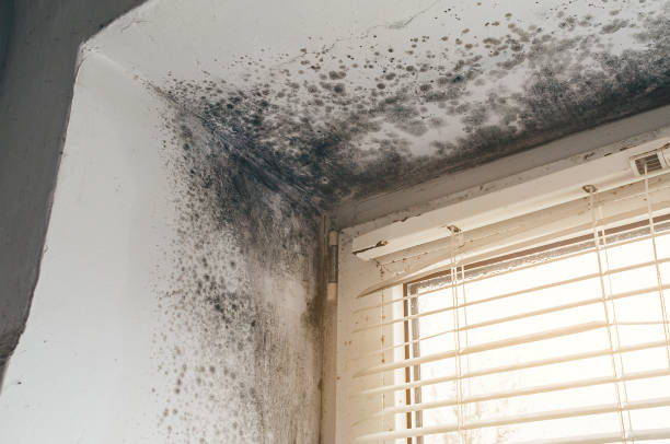 Affordable Hvac And Air Duct Mold Remediation solutions in Haslett, MI
